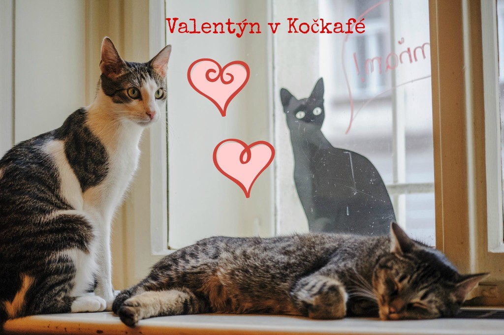 Chybí vám něžné pomazlení? Kočičky vám dají lásku