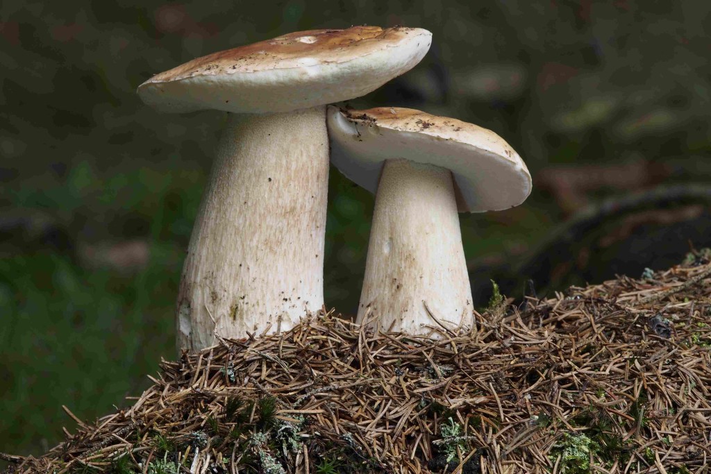 Jaká byla u vás houbařská sezona? Letos si asi každý houbař přišel na své. S košíkem ale můžete chodit do lesů celoročně