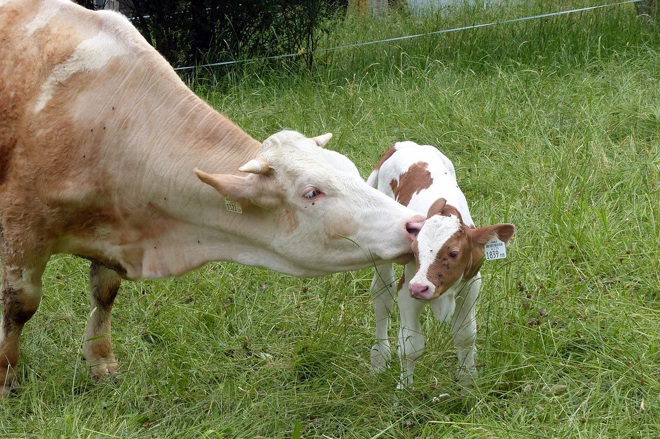 Vegani maso a mléčné produkty nejedí z etických důvodů