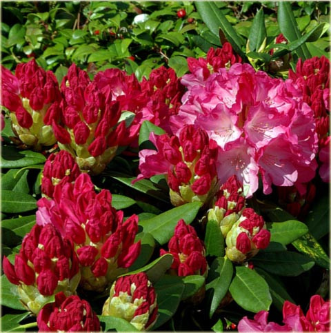 Rododendron