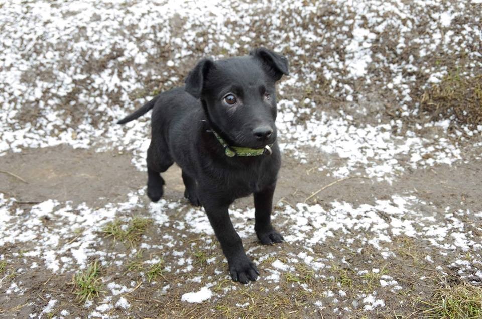 Podle Jany Kuznikové má řada psů vrozenou oční vadu. Na obrázku Jack, který o oko přišel úplně.