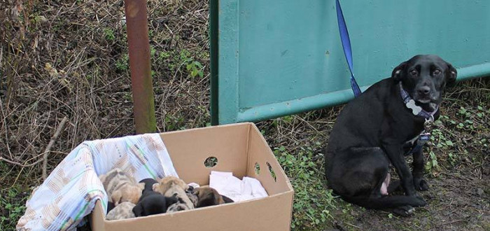 Bellu našli uvázanou, měsíční štěňata několik hodin byla vystavena zimě