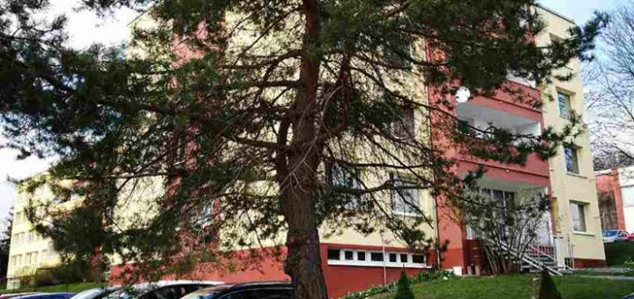 Krásné borovice by byla škoda!