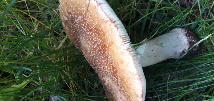 Správná růžovka je růžová, na třeni má bambulku, pokud ji zlomíte, na lomu růžoví