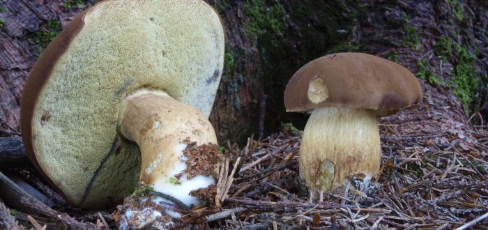 Hřib hnědý, všestranně použitelná houba v kuchyni. Zkuste si udělat houbové karbanátky