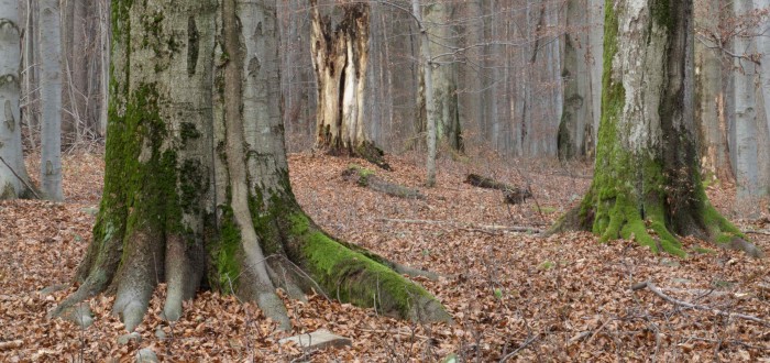 Buky se dožívají úctyhodného stáří a mezi nejstarší patří hraniční. Víte, že ve Středočeském kraji máme ten nejstarší a největší?