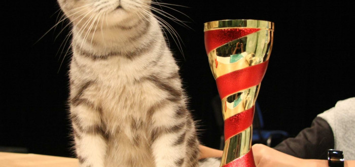 Absolutní vítězkou pro rok 2015 se stala kočka Belinda