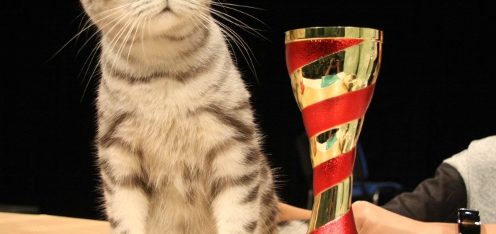 Absolutní vítězkou pro rok 2015 se stala kočka Belinda