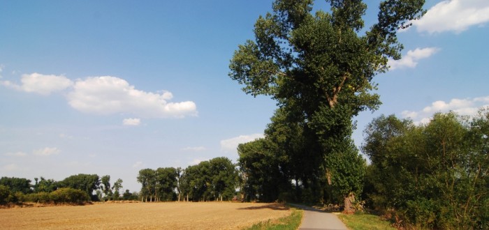 • Alej u cyklistické stezky mezi Radotínem a Černošicemi získala k 8.11 61 hlasů .