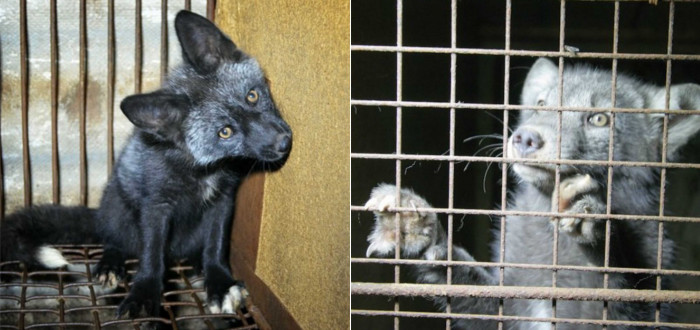 Už brzy přestanou umírat nevinná zvířata, farmám odzvonilo