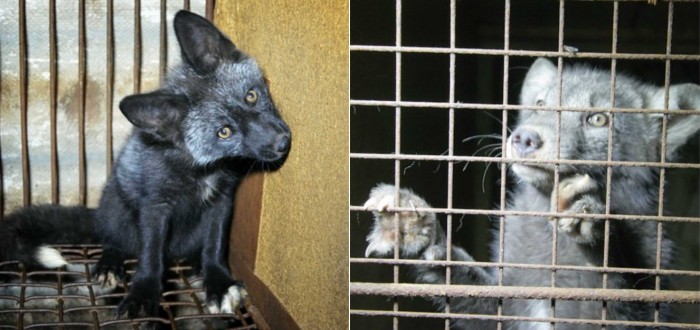 Už brzy přestanou umírat nevinná zvířata, farmám odzvonilo
