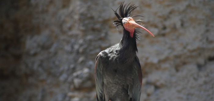 Ibis Skalní