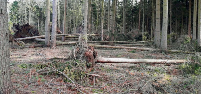 I když uplynula od ničivé bouře Herwart řada dní, v některých lesích stále hrozí nebezpečí pádu stromů. Na co by si měli dát návštěvníci lesů pozor?