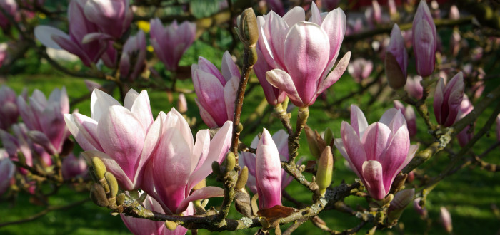 Jemně narůžovělé květy jsou u magnolií velmi oblíbené