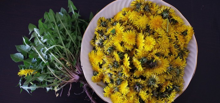 Pampelišku spotřebujte celou. Z kořene si připravte kávu, z květů med, z listů salát nebo pesto a stonky jen tak rozžvýkejte
