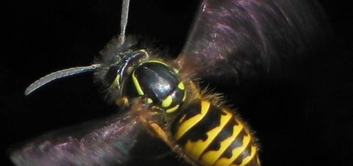 vosa obecná (Vespula vulgaris)