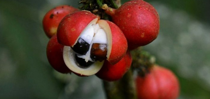 Guarana je opravdu zajímavá rostlina