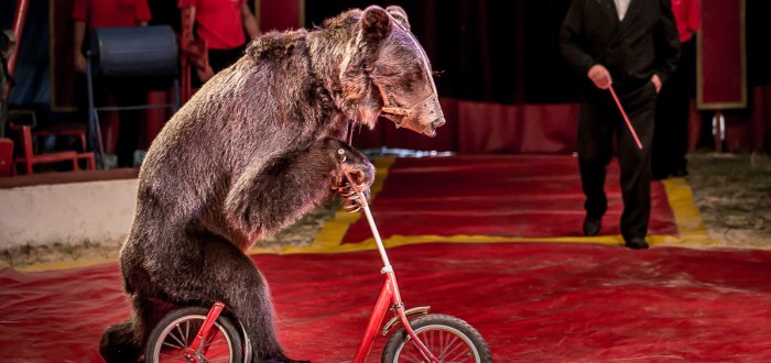 Není cirkus bez medvěda na motorce nebo koloběžce