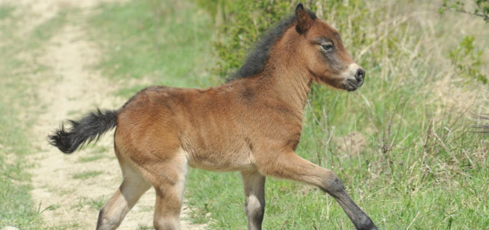 Hříbě Samhain se jmenuje podle keltského svátku, který znamená nový začátek