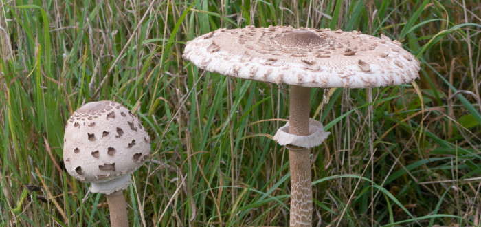Velká bedla a malá bedla (obě bedly vysoké)