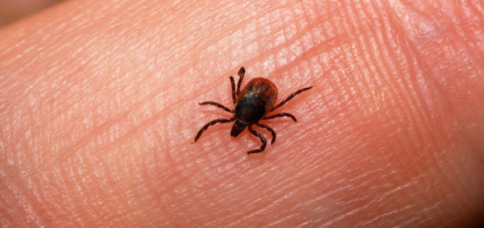 Prevencí by se u klíšťové encefalitidy určitě nemělo šetřit