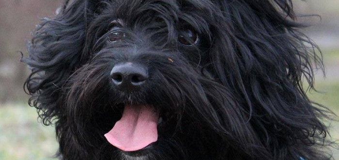 Zažila týrání i strach, teď čeká na adopci