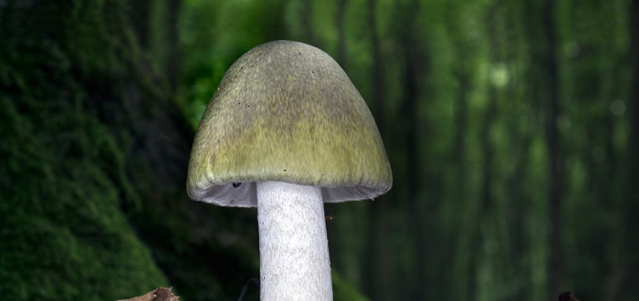 Muchomůrka zelená se zanořenou pochvou (kalichem smrti) v zemi.