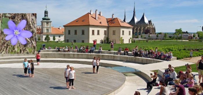 Jaterník se u nás tolik nevyskytuje