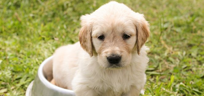 Novela veterinárního zákona ulevila malým farmářům. Posvítila si ale na nelegální množírny psů