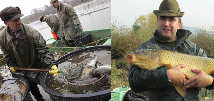 Podle studie rybáři stále více berou rybolov jako zdroj obživy. Tohle zevšeobecnění se ale vyznavačům Petrova cechu nelíbí. Dušan Hýbner, šéf středočeských rybářů, chce podporovat chovatelské aktivity místních organizací