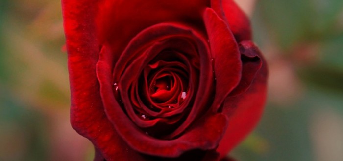 Kytice růží není romantika. Někdy může i naštvat