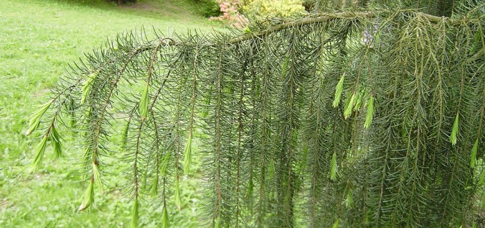 Smrk Brewerův (Picea breweriana)