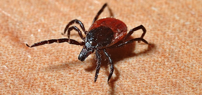 Klíště je roztoč, který patří do čeledi klíšťátovití