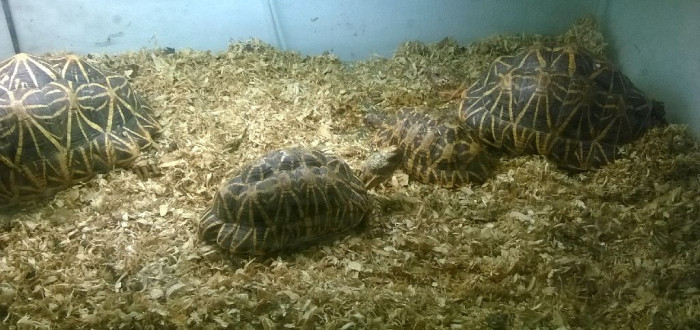 želva by měla mít v teráriu světlo, UVB aUVA záření i dostatek prostoru