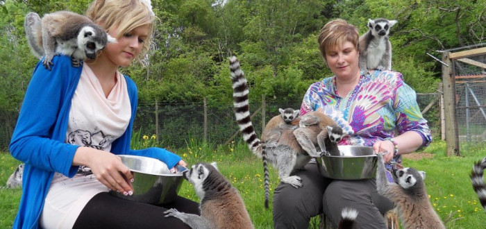 Hosty při józe prý přítomnost lemurů těší