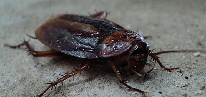 Svépomocí se švábů těžko zbavíme. Čistota je sice prevence, ale nepomůže vždy