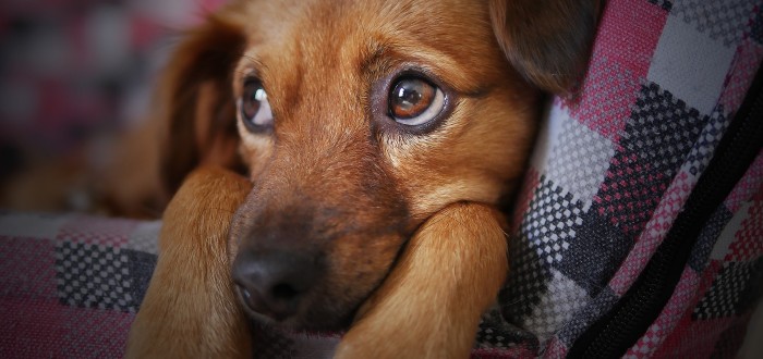 Zatím se nepovedlo najít reálný důvod, co psy pohání k šílenému činu