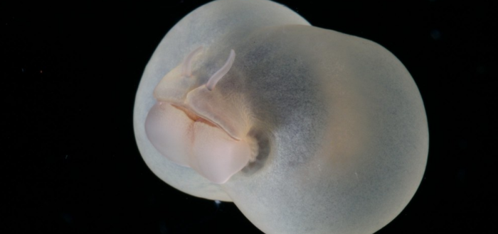 Jeho tělo vytváří modré světlo a produkuje zelený, bioluminiscenční sliz