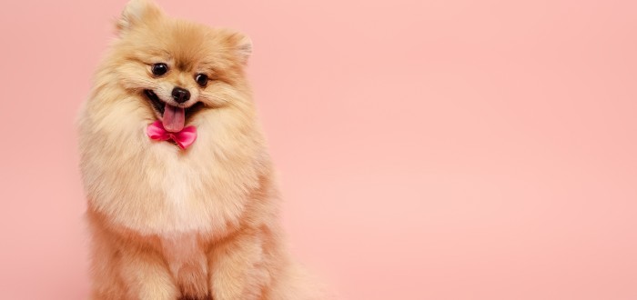 Jednou z "nejbohatších" psích celebrit je roztomilý JiffPom