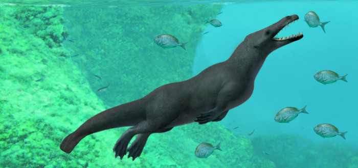 Peregocetus pacificus