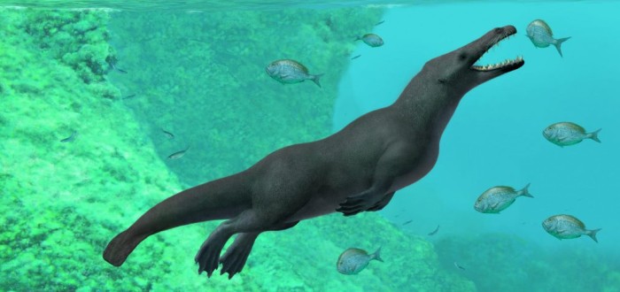Peregocetus pacificus