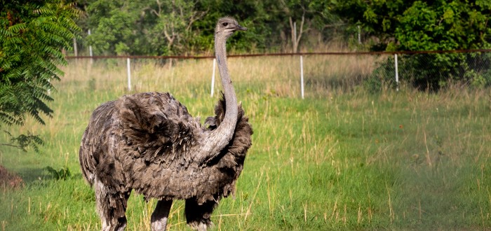 Živým terčem se v ukrajinské ZOO stalo i několik pštrosů