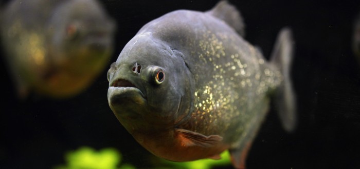 Na muže čekaly pod hladinou jezera krvelačné piraně