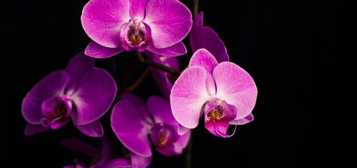 Orchideje je nutné pravidelně prořezávat