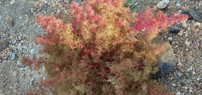 Rostlina Teloxys aristata dorůstá výšky 30 - 35 cm