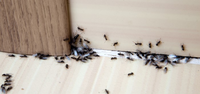 Se spolehlivou likvidací mravenců vám pomůže směs medu a boraxu