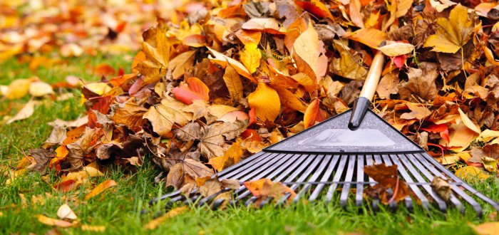 Popadané listí můžete využít mimo jiné i jako mulčovací materiál