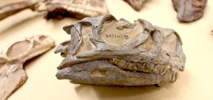 Nový druh dinosaura se jmenuje Ngwevu intloko