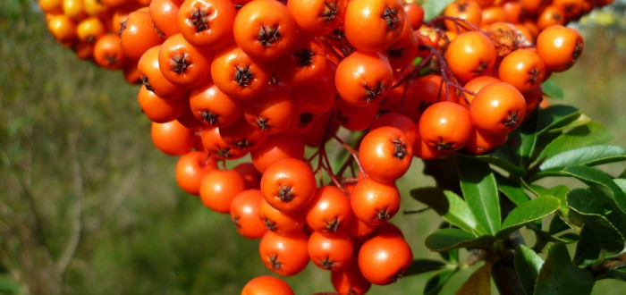 Rakytník dodá tělu vitamíny i minerály. Je vynikající pro posílení imunity
