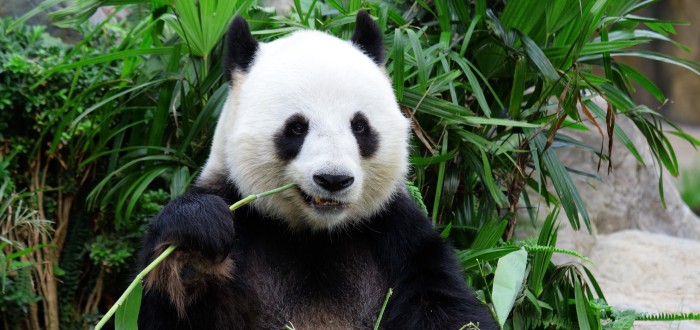 Pandy jsou v berlínské ZOO oblíbeným lákadlem